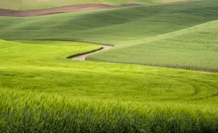Framed Print : Rural dirt road winding through wheatfields
