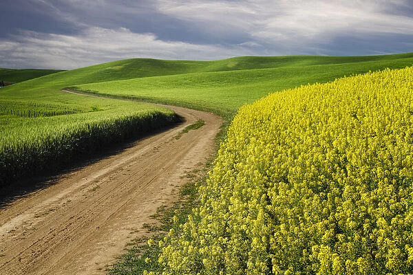 Rural farm road through yellow canola and green wheat crops, Palouse region of eastern Washington State