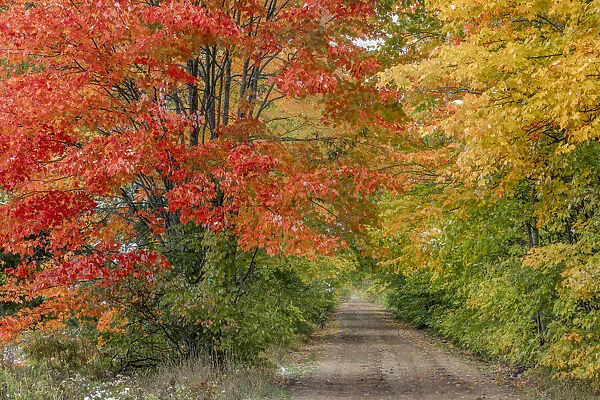 Rural forest road through fall colors, Hiawatha National Forest, Upper Peninsula