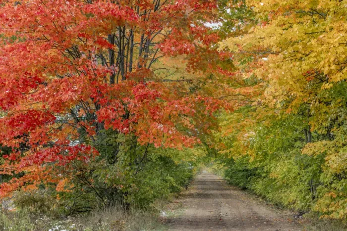Framed Print : Rural forest road through fall colors, Hiawatha National Forest, Upper Peninsula Framed Print : Rural forest road through fall colors, Hiawatha National Forest, Upper Peninsula