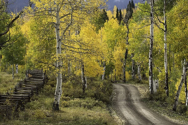 Rural forest service road through golden aspen trees in fall, Sneffels Wilderness Arera
