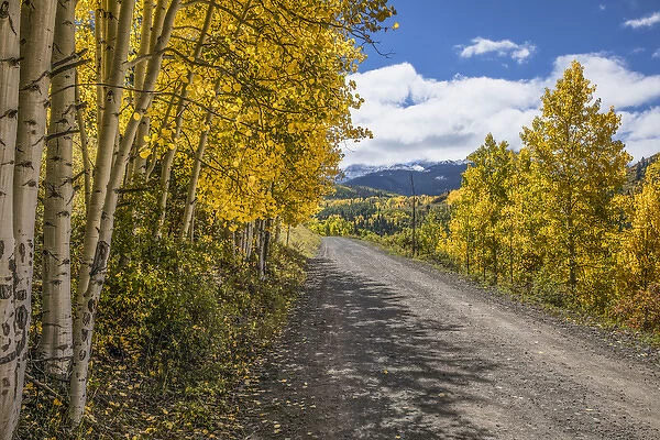 Rural forest service road and golden aspen trees in fall, Uncompahgre National Forest