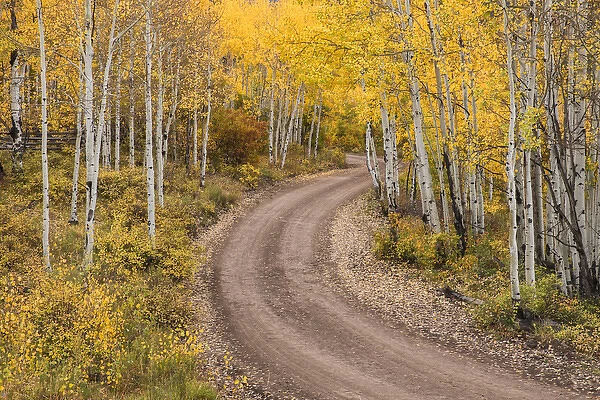Rural forest service road and golden aspen trees in fall, Sneffels Wilderness Arera