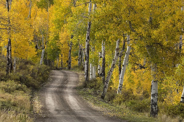 Rural forest service road through golden aspen trees in fall, Sneffels Wilderness Arera