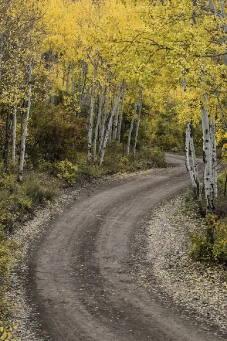Framed Print : Rural forest service road and golden aspen trees in fall, Sneffels Wilderness Arera Framed Print : Rural forest service road and golden aspen trees in fall, Sneffels Wilderness Arera