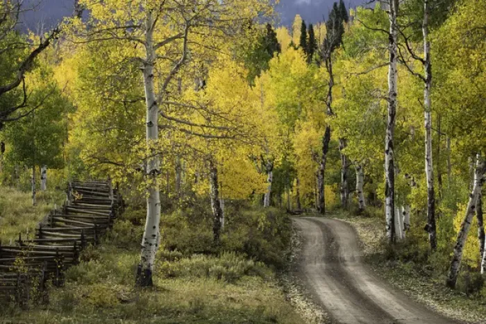 Framed Print : Rural forest service road through golden aspen trees in fall, Sneffels Wilderness Arera Framed Print : Rural forest service road through golden aspen trees in fall, Sneffels Wilderness Arera