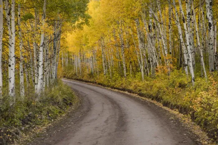 Framed Print : Rural forest service road and golden aspen trees in fall, Sneffels Wilderness Arera Framed Print : Rural forest service road and golden aspen trees in fall, Sneffels Wilderness Arera