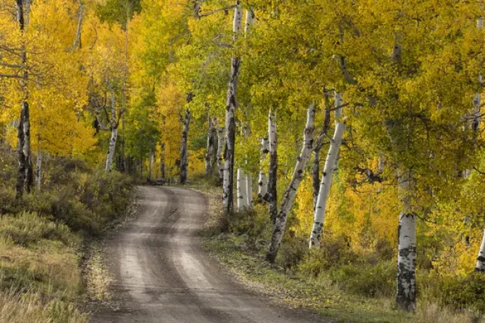 Framed Print : Rural forest service road through golden aspen trees in fall, Sneffels Wilderness Arera