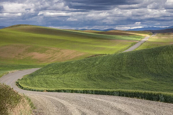 Rural gravel road running across rolling fields of wheat crops
