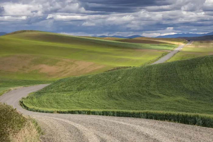 Framed Print : Rural gravel road running across rolling fields of wheat crops Framed Print : Rural gravel road running across rolling fields of wheat crops