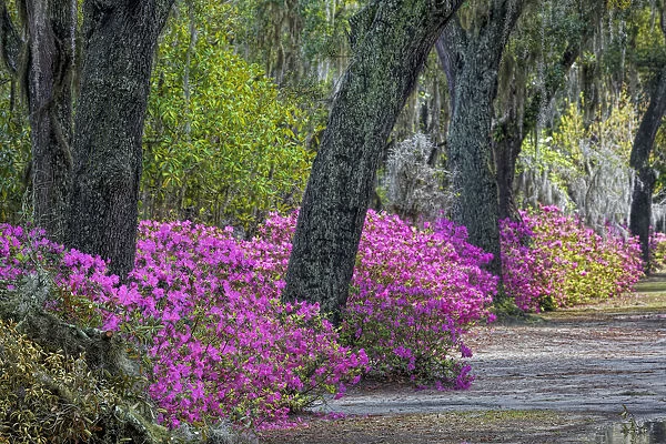 Rural road with azaleas and live oaks lining roadway, Bonaventure Cemetery, Savannah, Georgia