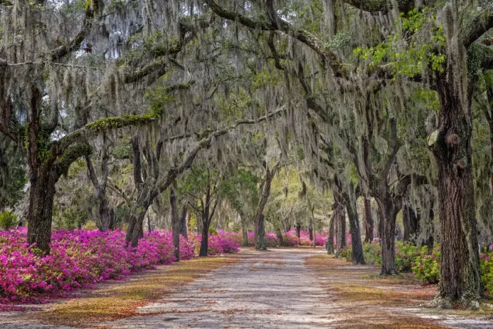 Framed Print : Rural road with azaleas and live oaks lining roadway, Bonaventure Cemetery, Savannah, Georgia Framed Print : Rural road with azaleas and live oaks lining roadway, Bonaventure Cemetery, Savannah, Georgia