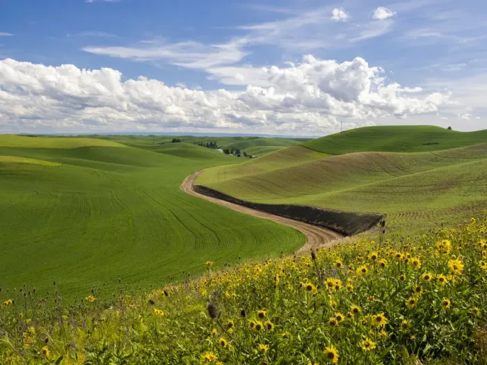 Framed Print : Rural road winding through winter and spring wheat and wildflowers Framed Print : Rural road winding through winter and spring wheat and wildflowers