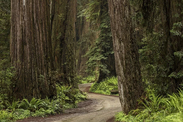 Rural roadway through redwood trees, Stout Memorial Grove