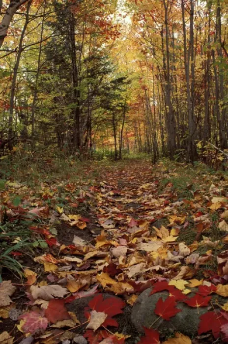 Framed Print : Russell Pond Tr. Baxter S. P. ME. Foliage. Trails. Fall colors beautify a trail