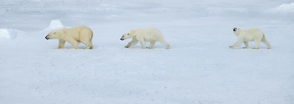 Russia, High Arctic, Franz Josef Land. Polar bear female with two cubs on sea ice