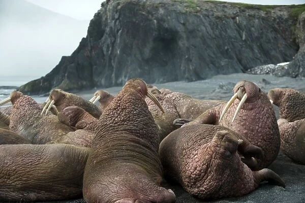 Russia, Kamchatka peninsula, Dezneva Bay, Pacific walrus on beach