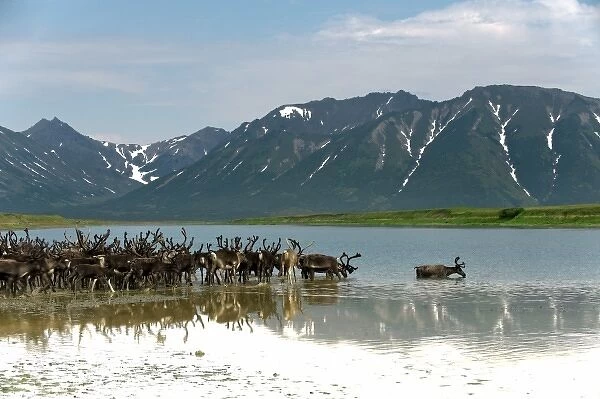 Russia, Kamchatka Peninsula, Russian Far East, Anadyr Bay, Bering Sea, Caribou
