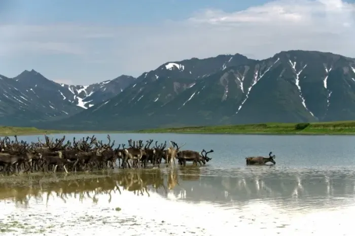 Framed Print : Russia, Kamchatka Peninsula, Russian Far East, Anadyr Bay, Bering Sea, Caribou