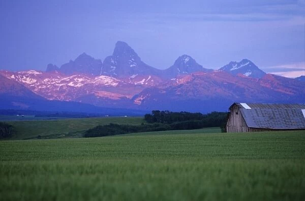 Rustic barn sits in green wheat field while Teton Mountain Range catches dramatic