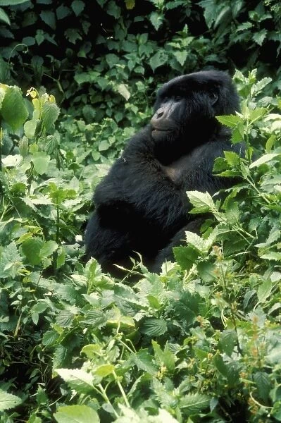 Rwanda, Mikono, mountain gorilla ( Gorilla gorilla beringei), March