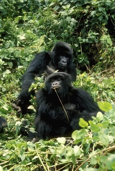 Rwanda, Two mountain Gorillas ( Gorilla gorilla beringei ), one chewing on a vine, March