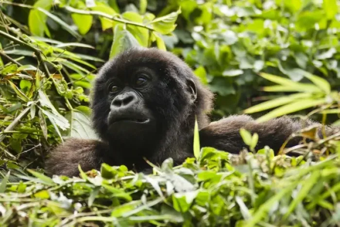 Framed Print : Rwanda, Volcanoes National Park. Mountain Gorillas (Gorilla beringei beringei) young