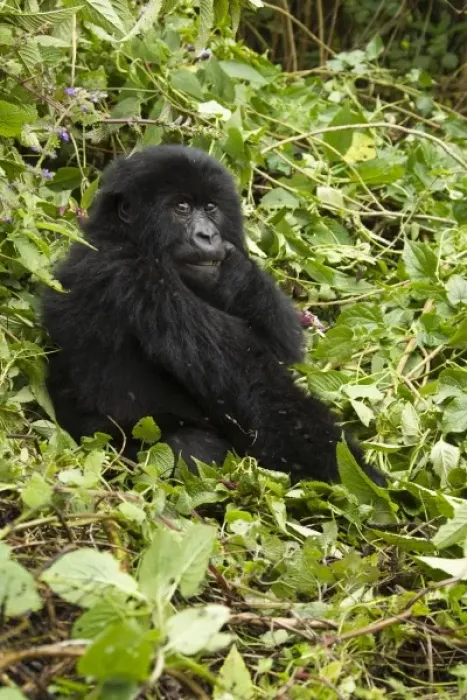 Framed Print : Rwanda, Volcanoes National Park. Mountain Gorillas (Gorilla beringei beringei) Hirwa Framed Print : Rwanda, Volcanoes National Park. Mountain Gorillas (Gorilla beringei beringei) Hirwa