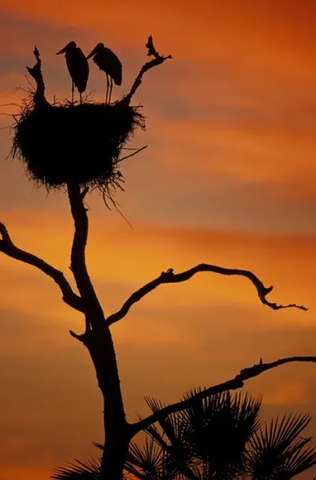 Framed Print : S. A. Brazil, Pantanal Nesting storks Framed Print : S. A. Brazil, Pantanal Nesting storks