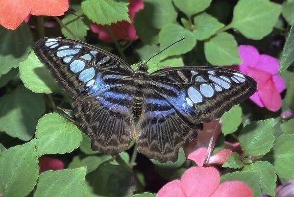 S. E. Asia habitat. The Blue Clipper (Parthenos sylvia) butterfly