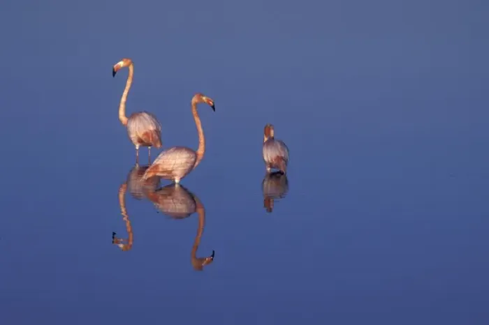 Framed Print : SA, Ecuador, Galapagos Islands American flamingos (P. ruber) and their reflections Framed Print : SA, Ecuador, Galapagos Islands American flamingos (P. ruber) and their reflections