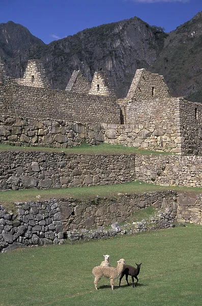 SA, Peru, Machu Picchu Llama and alpaca in central courtyard, ruins