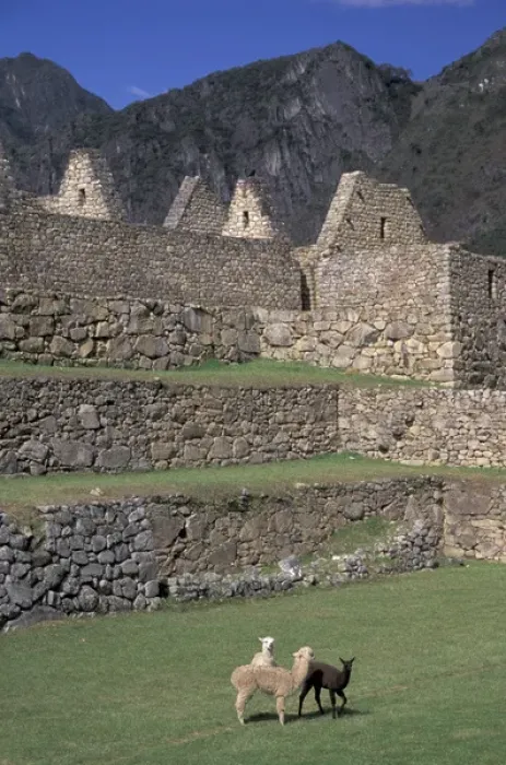 Framed Print : SA, Peru, Machu Picchu Llama and alpaca in central courtyard, ruins