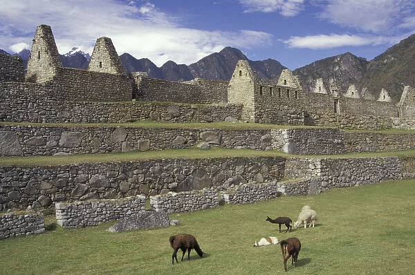 SA, Peru, Machu Picchu Llama and ruins