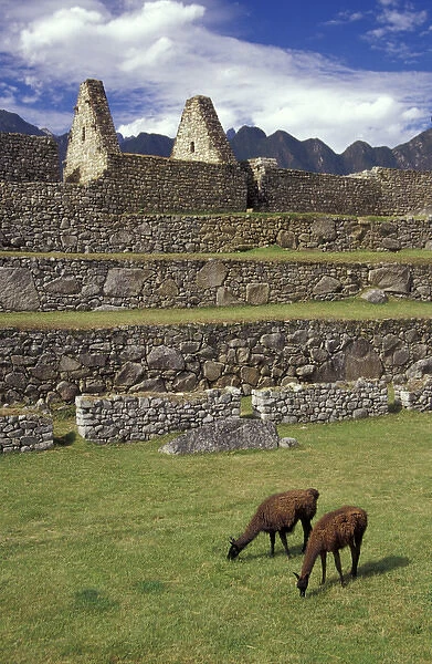 SA, Peru, Machu Picchu Llamas graze in front of Watchmans House
