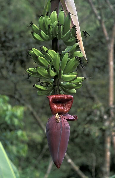 SA, Peru, Madre de Dios, P. N. Manu Banana flower
