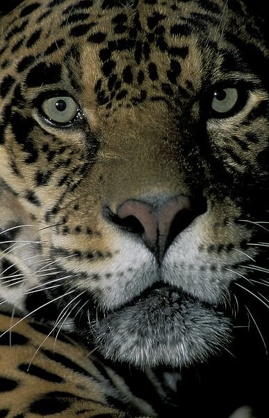 SA, Peru, Madre de Dios, P. N. Manu Jaguar (Panthera onca)