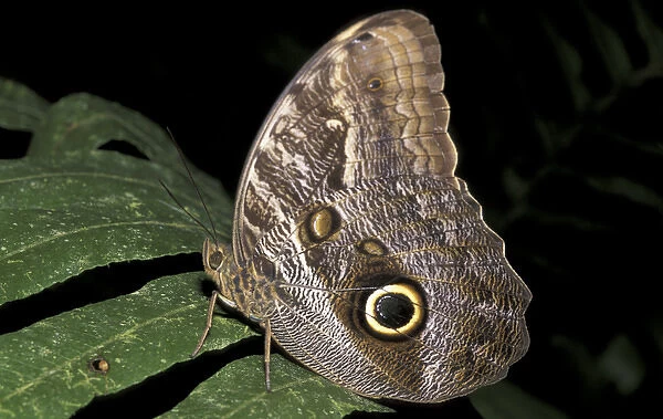 SA, Peru, Madre de Dios, P. N. Manu Owl butterfly (Morpho sp. )