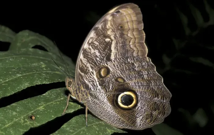 Framed Print : SA, Peru, Madre de Dios, P. N. Manu Owl butterfly (Morpho sp. ) Framed Print : SA, Peru, Madre de Dios, P. N. Manu Owl butterfly (Morpho sp. )