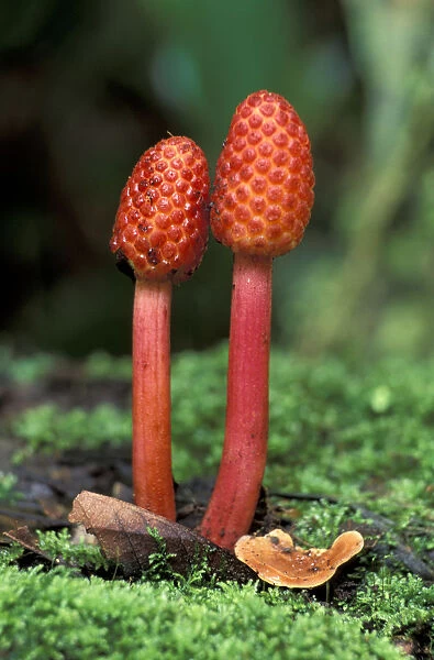 SA, Peru, Napo River Region. Fungus in the tropical rainforest
