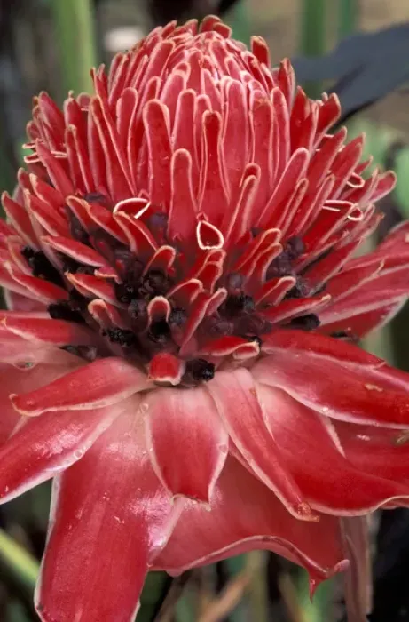 Framed Print : SA, Peru, Napo River Region. Ginger flower in bloom