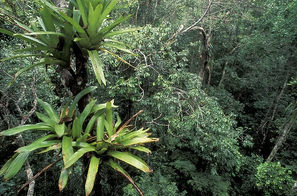 SA, Peru, Napo River Region. Rainforest canopy mixed with Lianas and Bromeliad