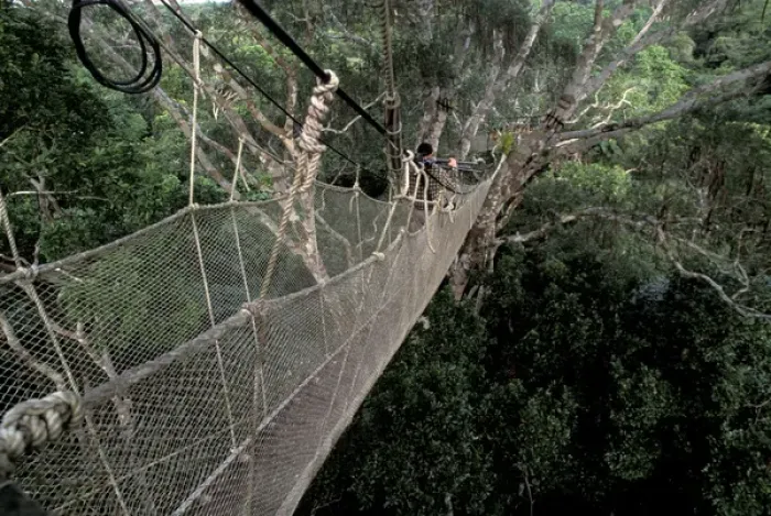 Framed Print : SA, Peru, Sucusari River Region, Canopy walkway and tourists in the Peruvian rainforest