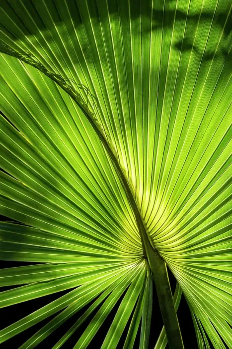 Framed Print : Sabal palm Framed Print : Sabal palm