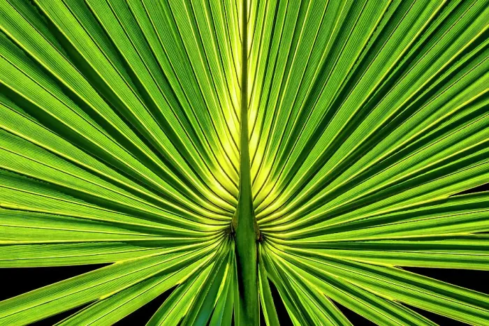 Framed Print : Sabal Palm