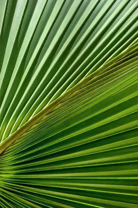 Framed Print : Detail of sabal palm foliage Framed Print : Detail of sabal palm foliage
