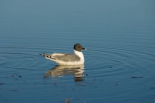 sabines gull, Xema sabini, fishing in a freshwater lake in the National Petroleum Reserves