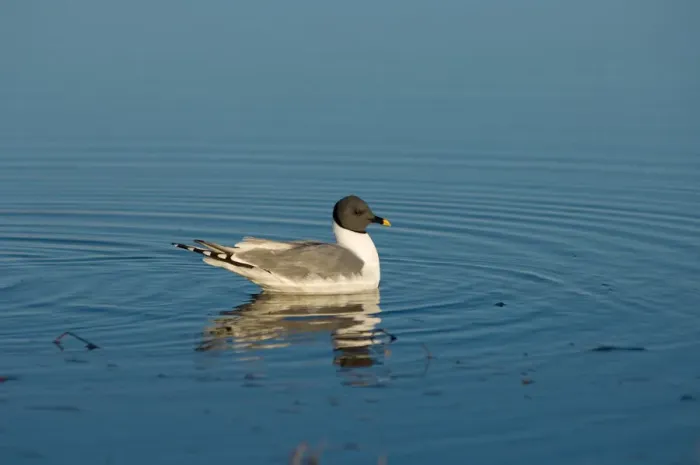 Framed Print : sabines gull, Xema sabini, fishing in a freshwater lake in the National Petroleum Reserves Framed Print : sabines gull, Xema sabini, fishing in a freshwater lake in the National Petroleum Reserves
