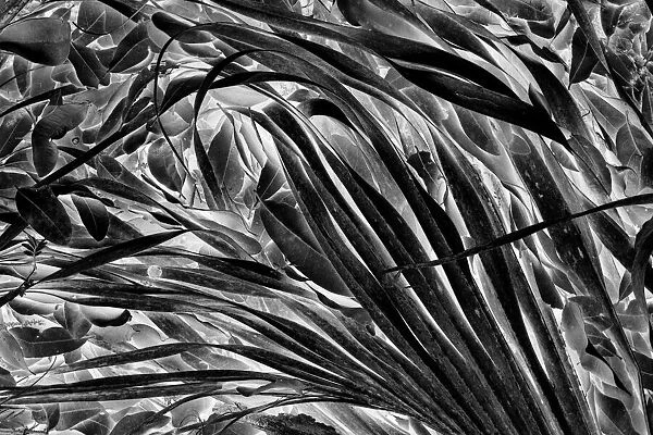 Sable palm frond on the ground in Black and white, Harney Lake, Florida