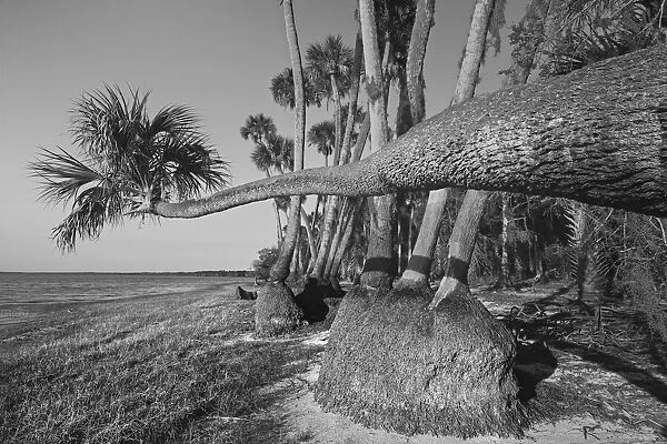 Sable palm tree along shoreline of Harney Lake at sunset, Florida